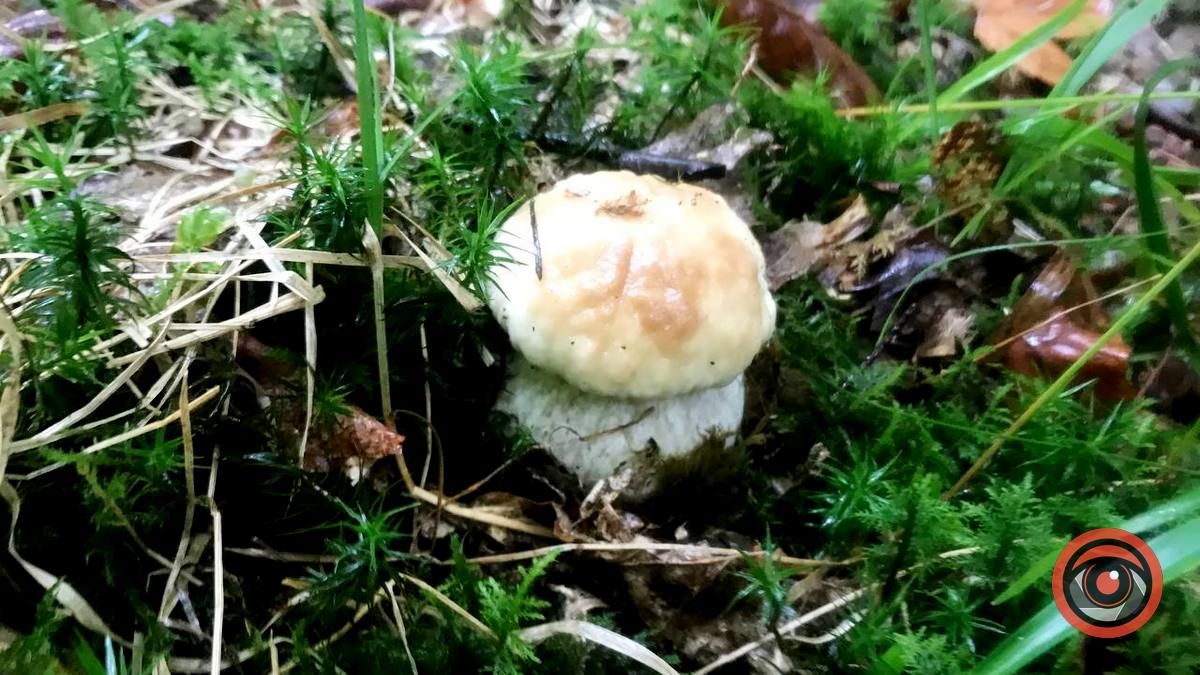 У пошуках грибів | частина 2 5