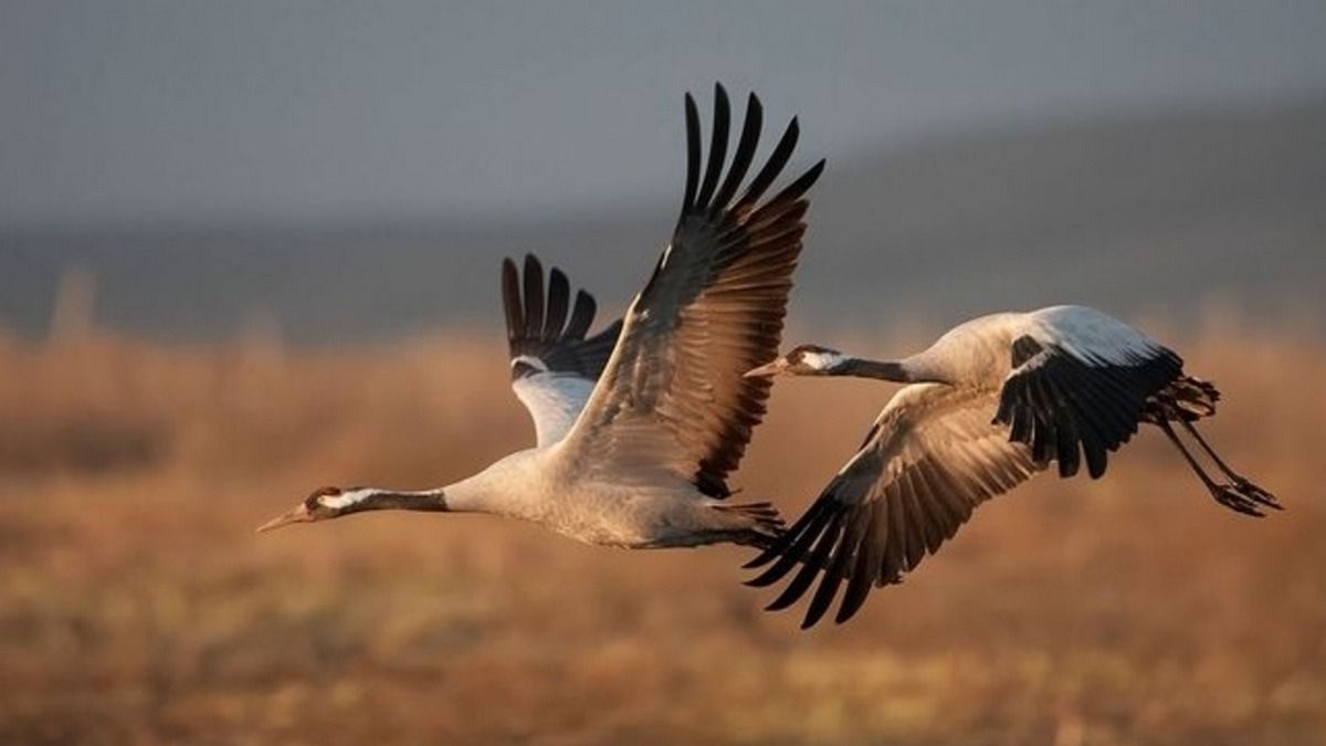 Журавель чи лелека: як відрізнити цих птахів? 2