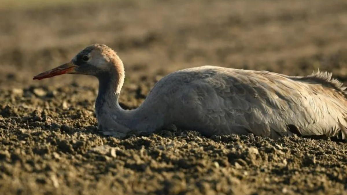 Журавель чи лелека: як відрізнити цих птахів? 3