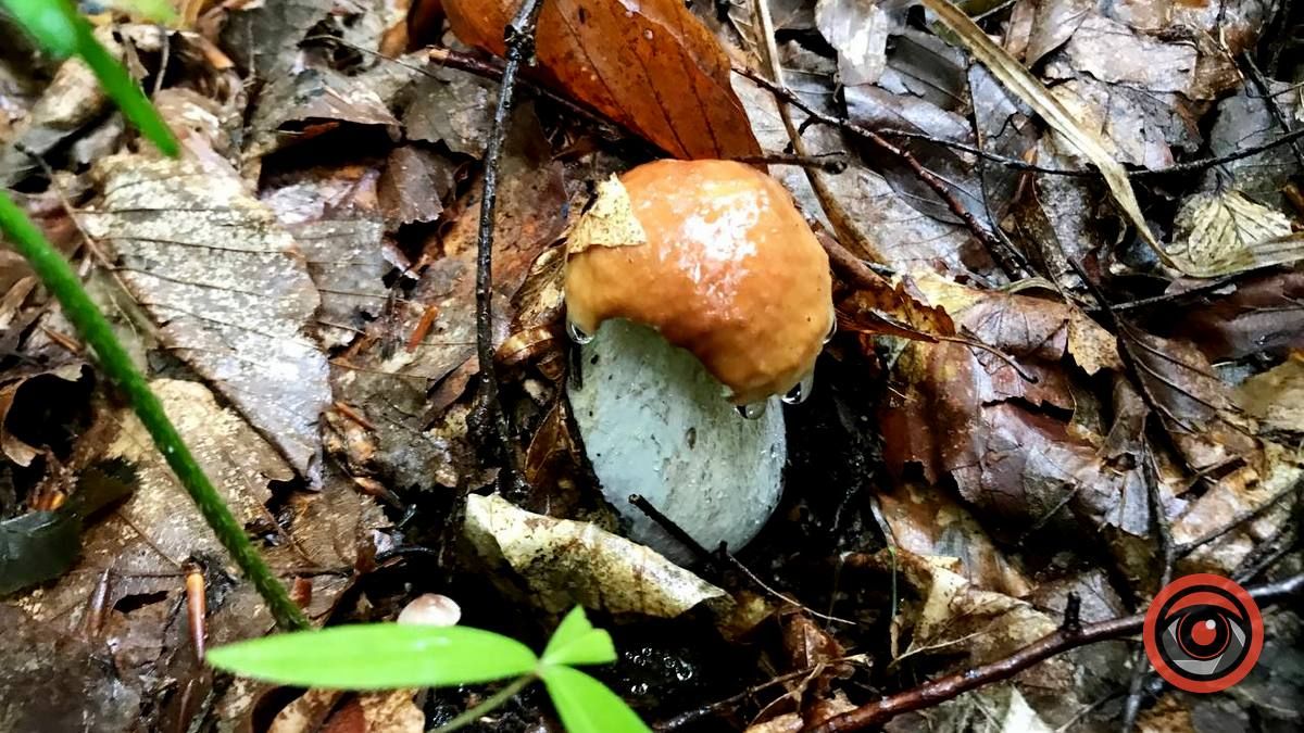 У пошуках грибів | частина 2 4