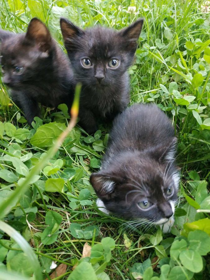 Чотирилапі шукають домівку у Коломиї та районі 13