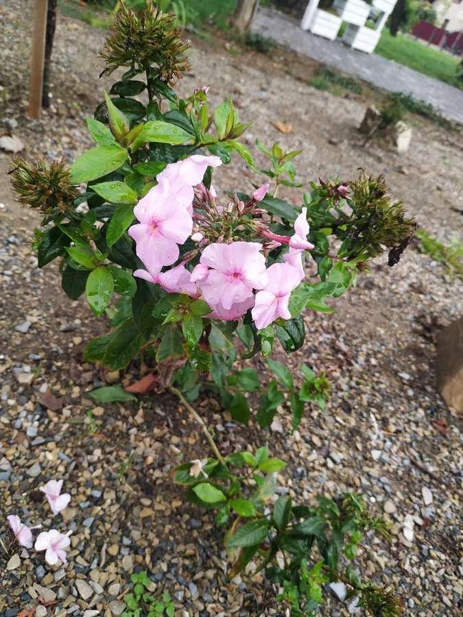 Лавочка та квіти - у Коломиї оновили територію міського озера 2