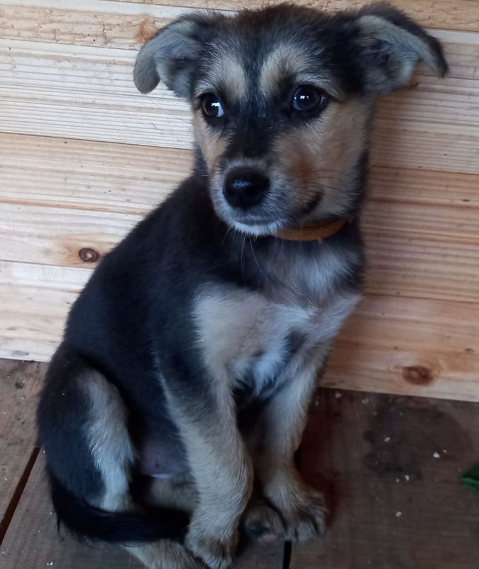 Домашні улюбленці шукають домівку 14