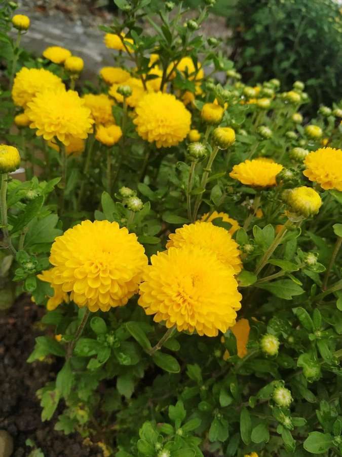 Лавочка та квіти - у Коломиї оновили територію міського озера 3