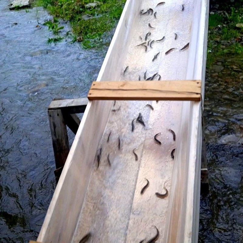 У Прут випустили понад 5 тисяч мальків лосося дунайського 2