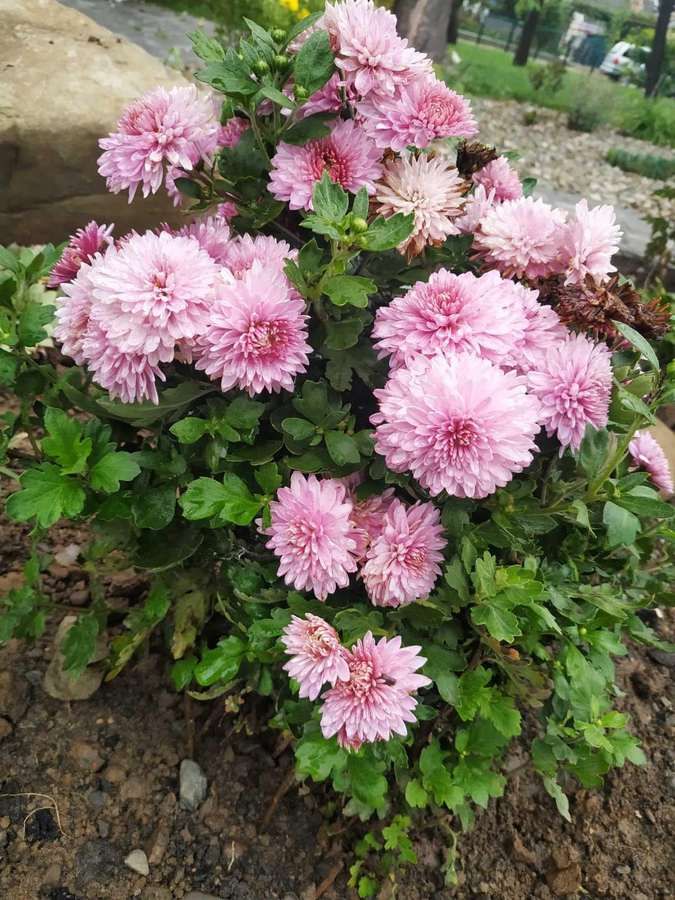 Лавочка та квіти - у Коломиї оновили територію міського озера 4