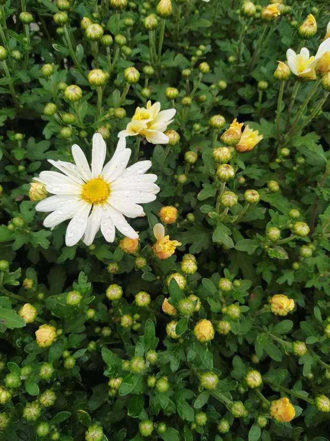 Лавочка та квіти - у Коломиї оновили територію міського озера 5