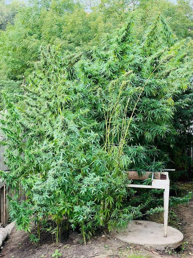 Доглядав, наче рідних дітей - на Коломийщині чоловік вирощував коноплю 1