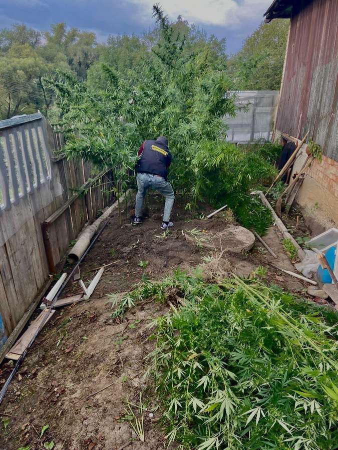 Доглядав, наче рідних дітей - на Коломийщині чоловік вирощував коноплю 2