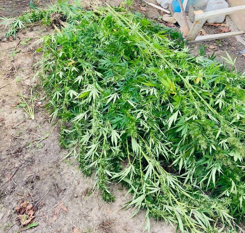 Доглядав, наче рідних дітей - на Коломийщині чоловік вирощував коноплю 4