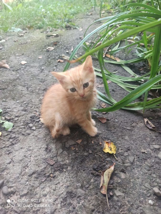 Чотирилапі шукають домівку у Коломиї та районі 11