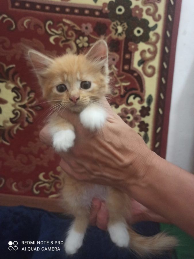 Чотирилапі шукають домівку у Коломиї та районі 9