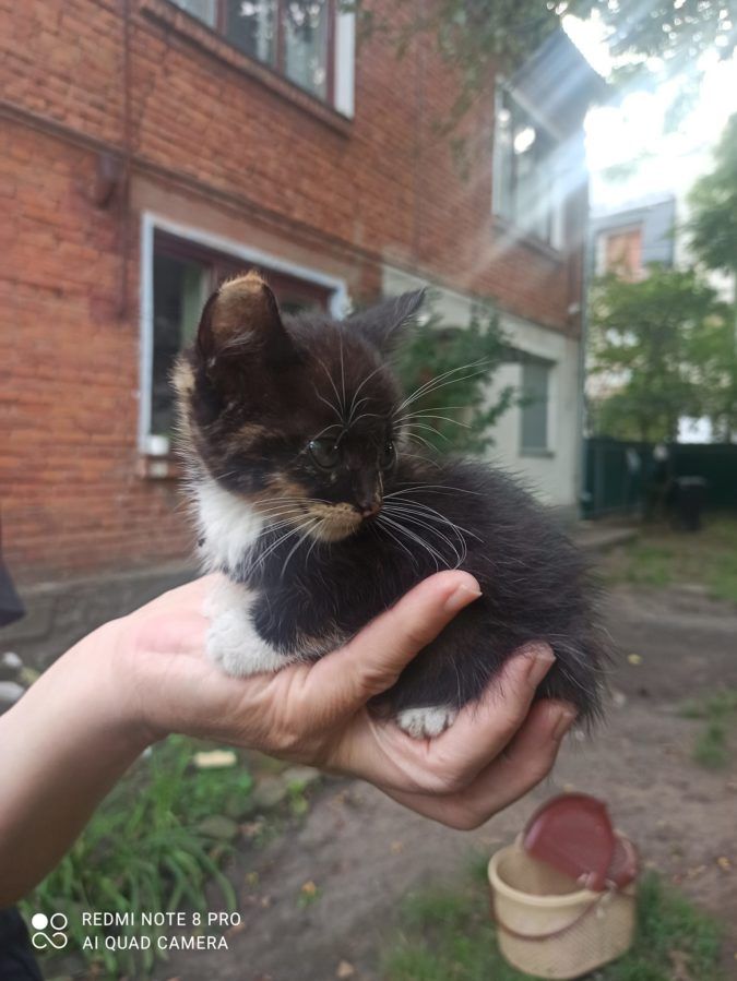 Чотирилапі шукають домівку у Коломиї та районі 10