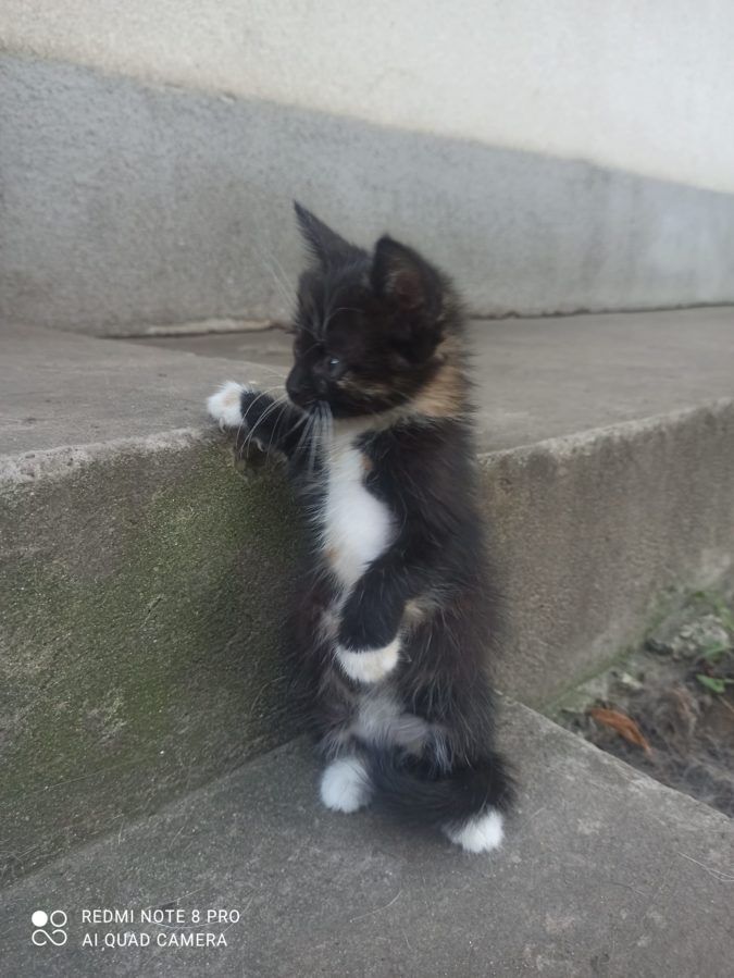 Чотирилапі шукають домівку у Коломиї та районі 8