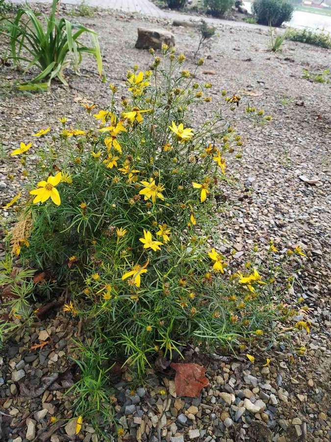 Лавочка та квіти - у Коломиї оновили територію міського озера 1