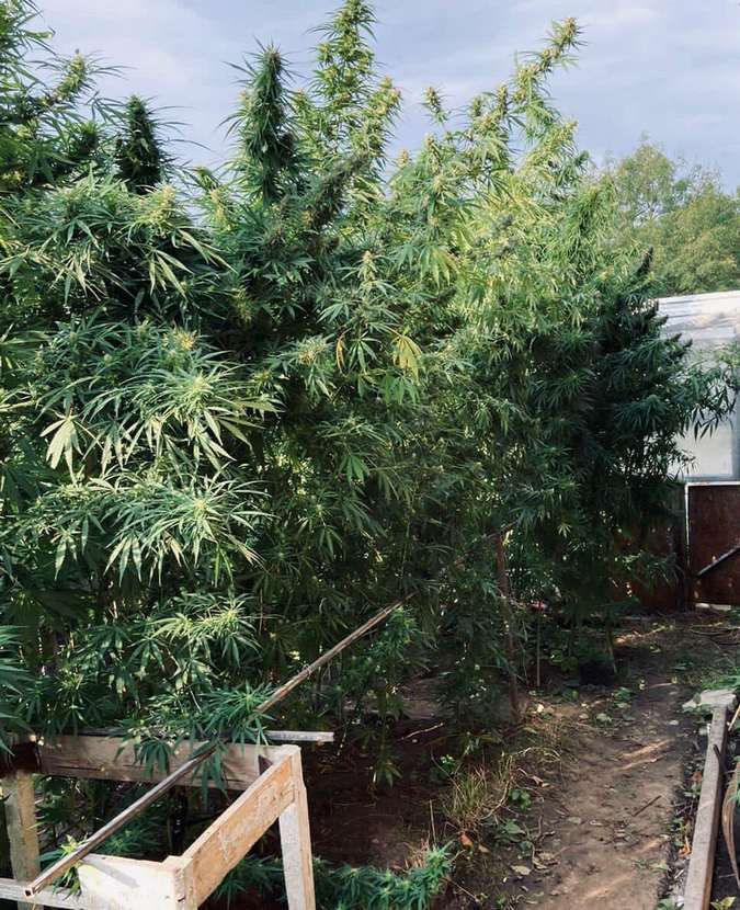 Доглядав, наче рідних дітей - на Коломийщині чоловік вирощував коноплю 3