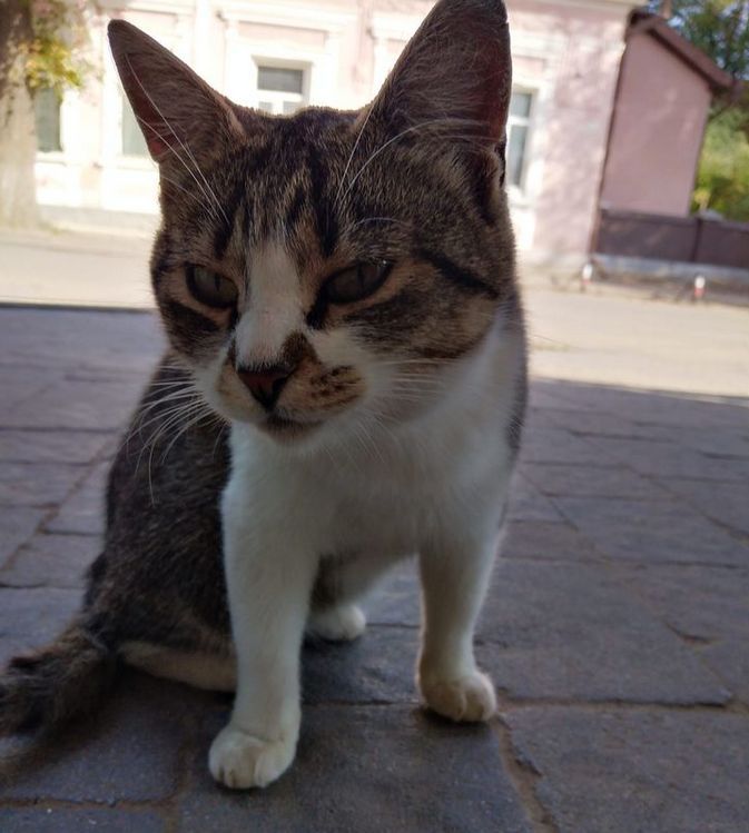 Домашні улюбленці шукають домівку 15