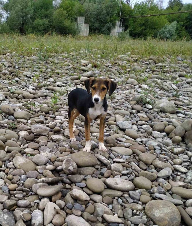 Чотирилапі шукають домівку у Коломиї та районі 12