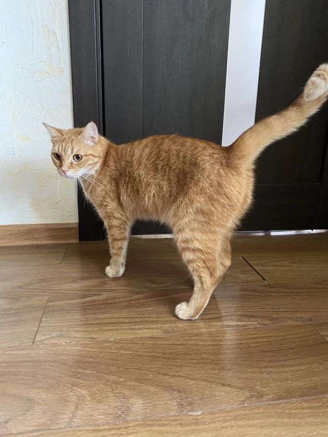 Чотирилапі шукають домівку у Коломиї та районі 4