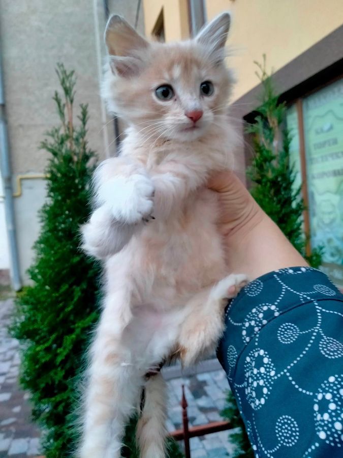 Домашні улюбленці шукають домівку 2