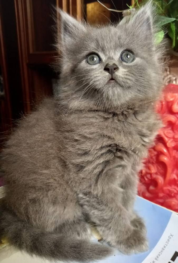 Домашні улюбленці шукають домівку 5