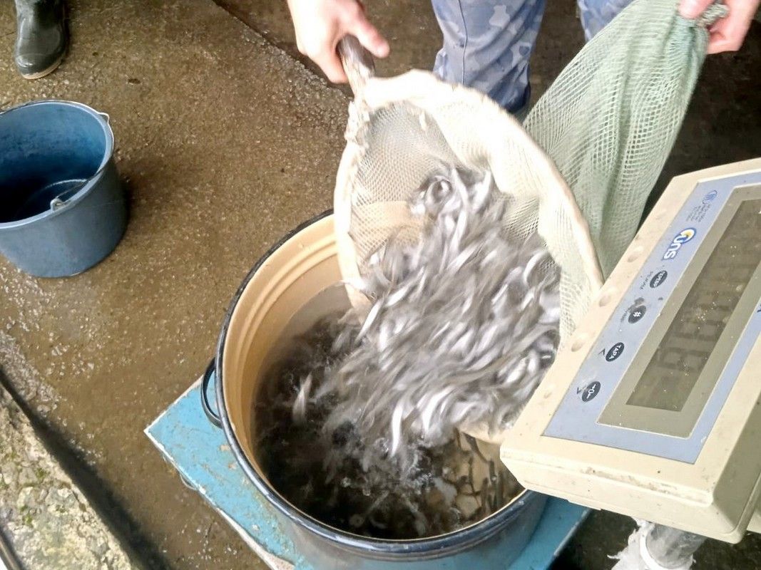 У Прут випустили понад 5 тисяч мальків лосося дунайського 1