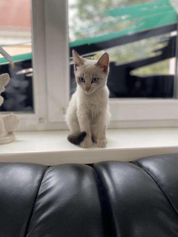 Чотирилапі шукають домівку у Коломиї та районі 3