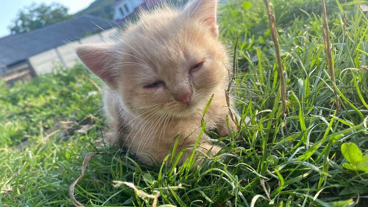 Домашні улюбленці шукають домівку 16