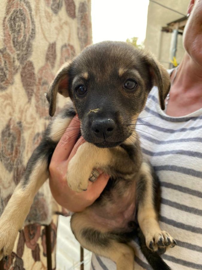 Чотирилапі шукають домівку у Коломиї та районі 7