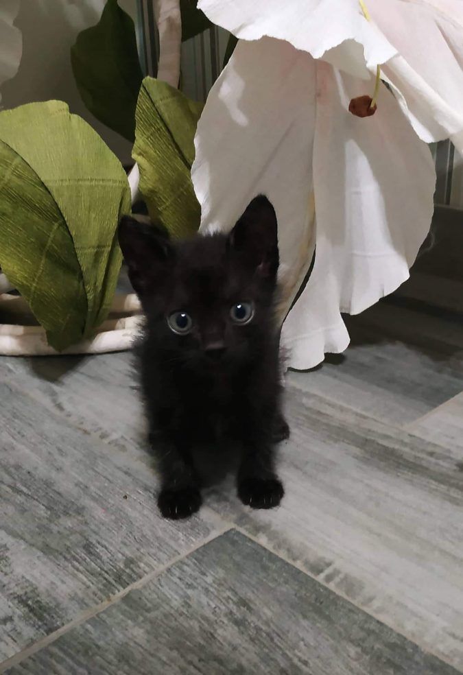 Чотирилапі шукають домівку у Коломиї та районі 6