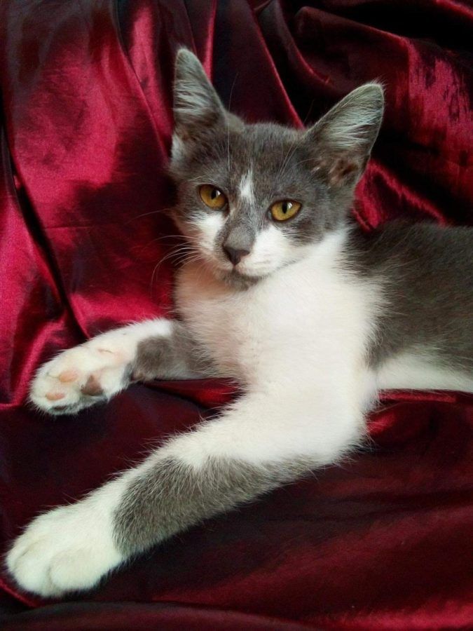 Чотирилапі шукають домівку у Коломиї та районі 5