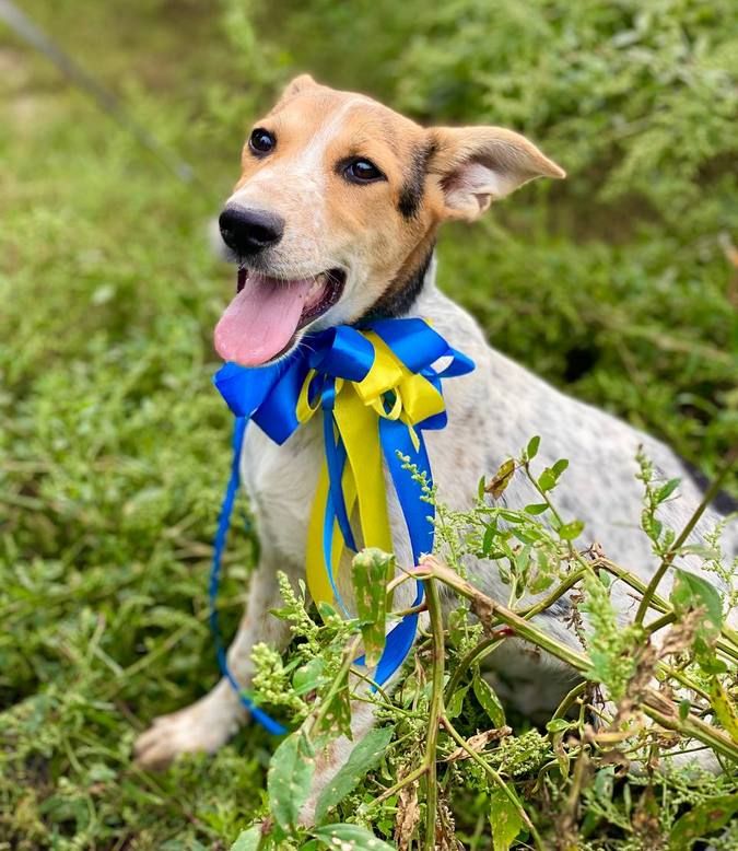 Домашні улюбленці шукають домівку 12