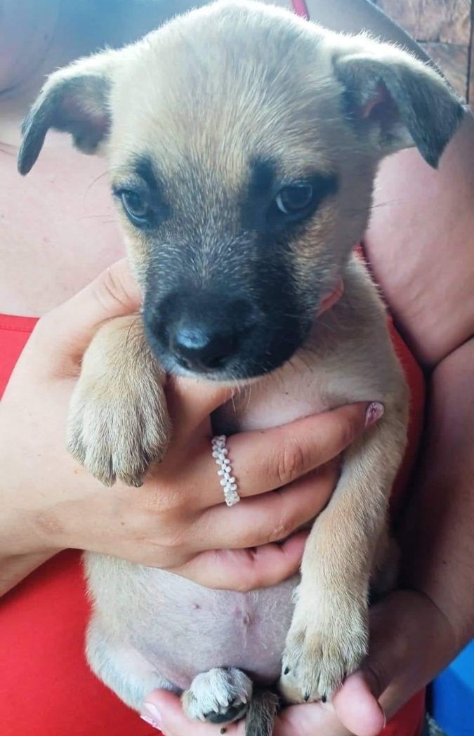 Чотирилапі шукають домівку у Коломиї та районі 2