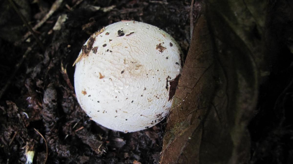 Мешканець Космача знайшов екзотичного гриба-веселку 4