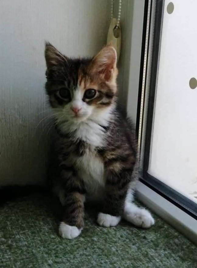 Чотирилапі шукають домівку у Коломиї та районі 1