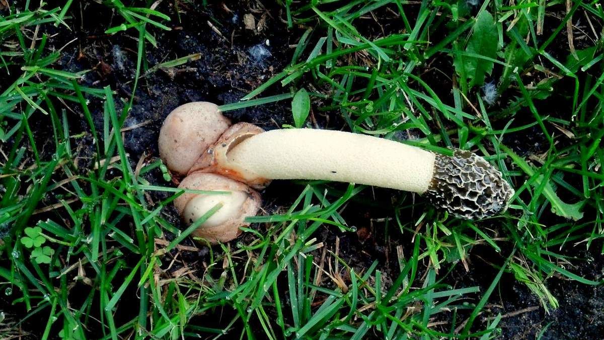 Мешканець Космача знайшов екзотичного гриба-веселку