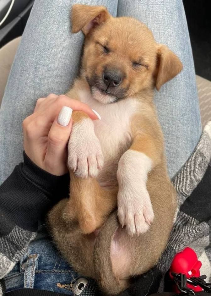 Домашні улюбленці шукають домівку 6