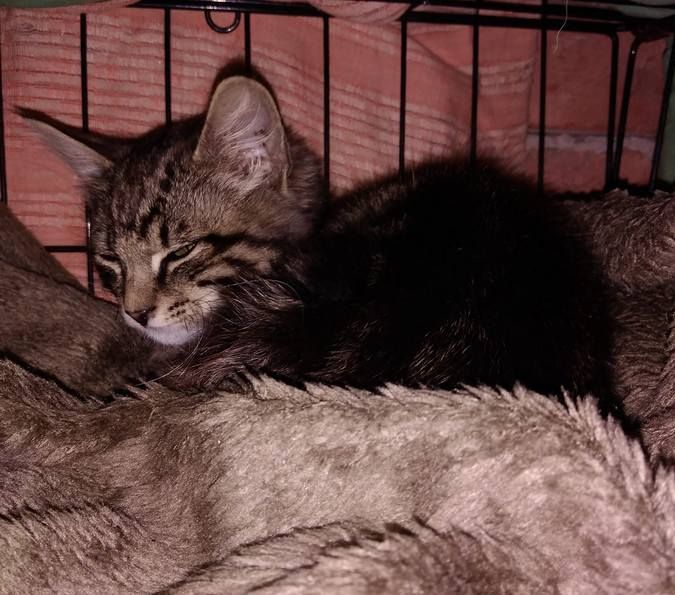 Домашні улюбленці шукають домівку 13