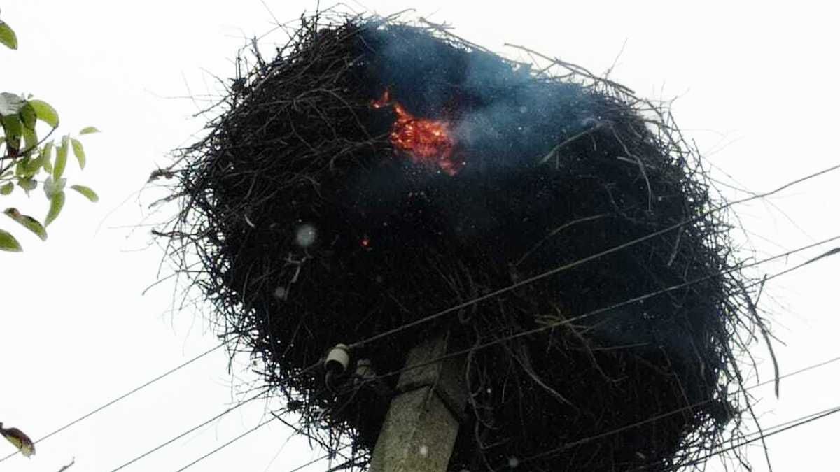 Горіло гніздо лелек - рятувальники вирушали на допомогу