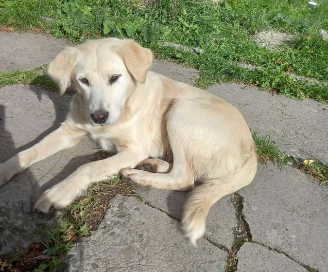 Домашні улюбленці шукають домівку 7