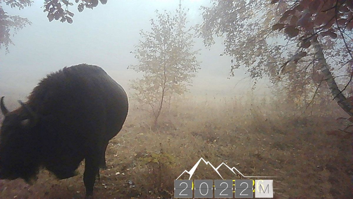 У Карпатських лісах помітили зубрів. Фотофакт 1