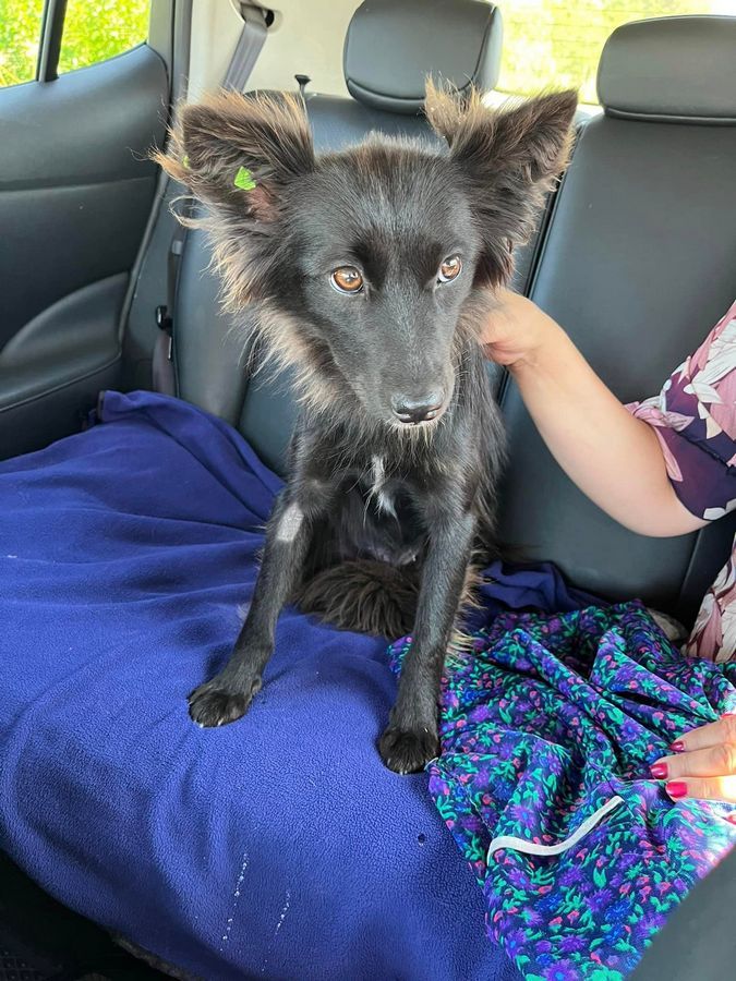 Домашні улюбленці шукають домівку 3