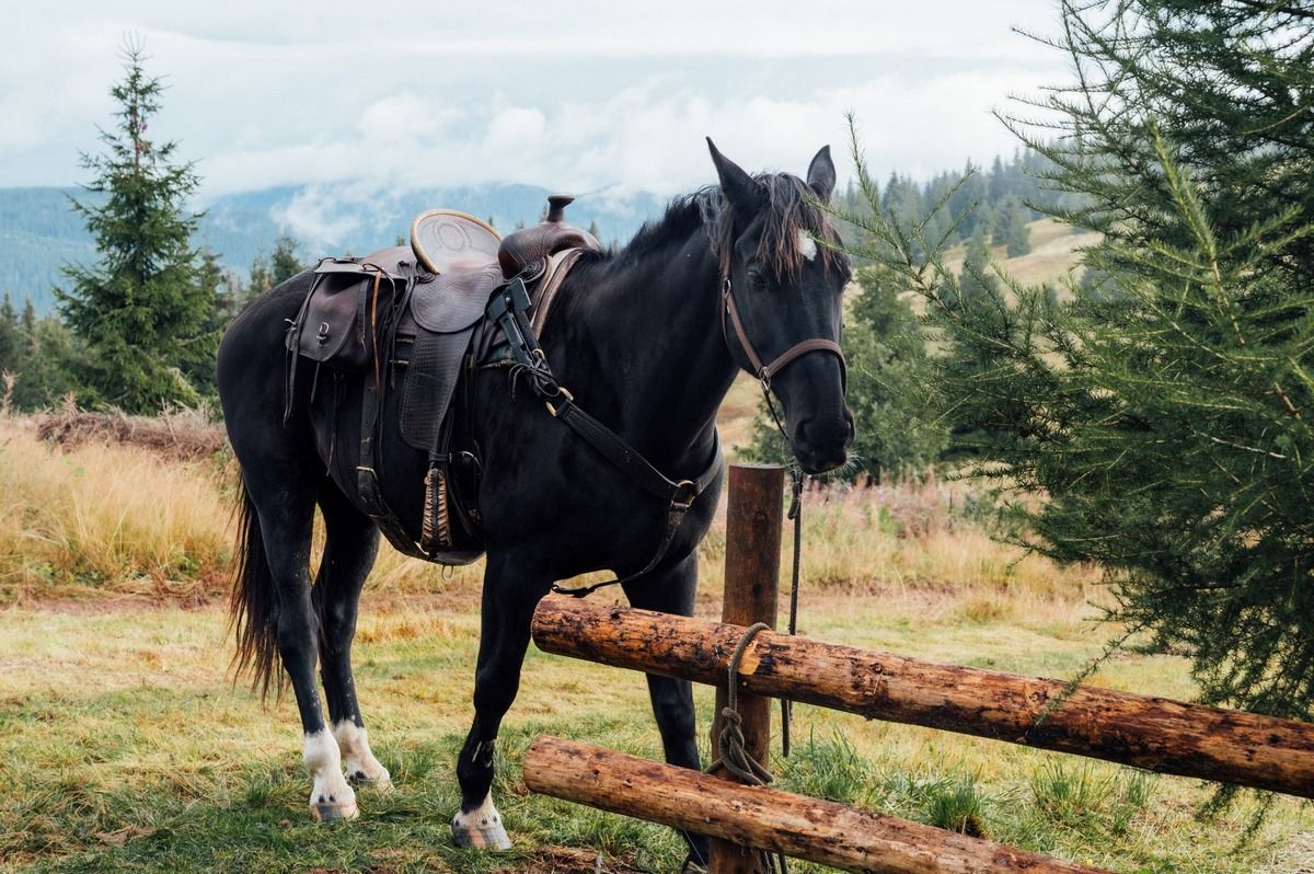 Приголомшливий кінний маршрут національним парком 1