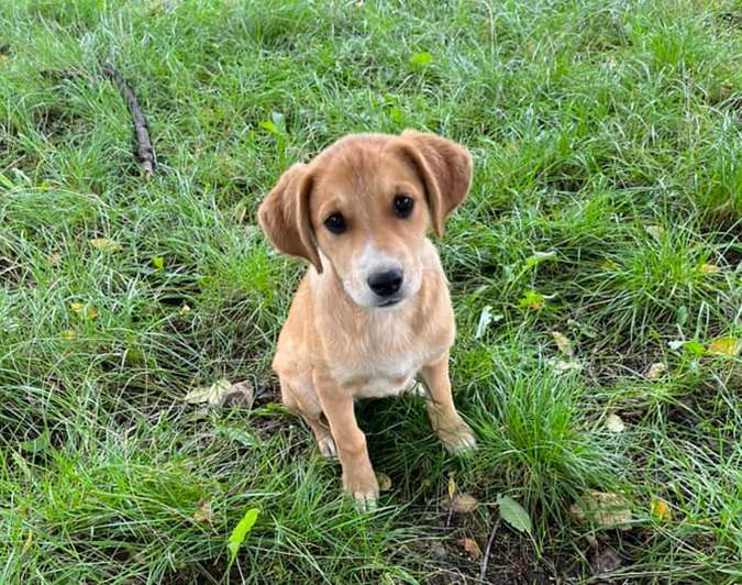 Домашні улюбленці шукають домівку 11