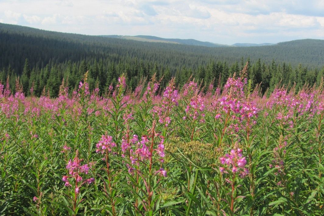 Приголомшливий кінний маршрут національним парком 11