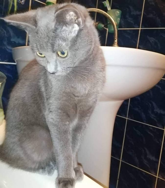 Домашні улюбленці шукають домівку 10