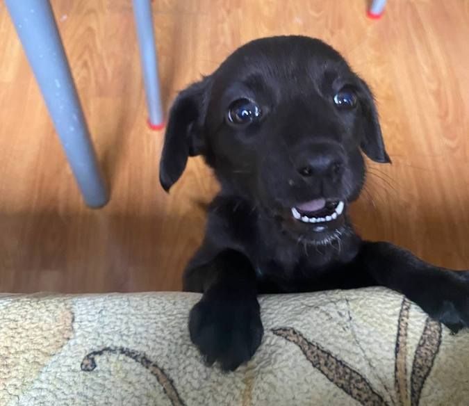 Домашні улюбленці шукають домівку 8