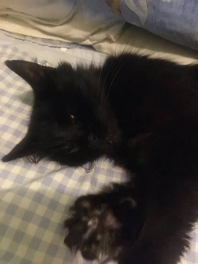 Домашні улюбленці шукають домівку 4