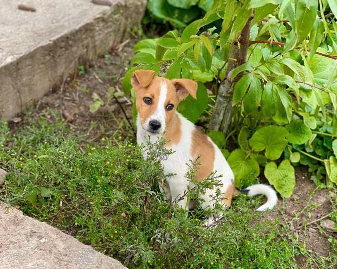 Домашні улюбленці шукають домівку 9