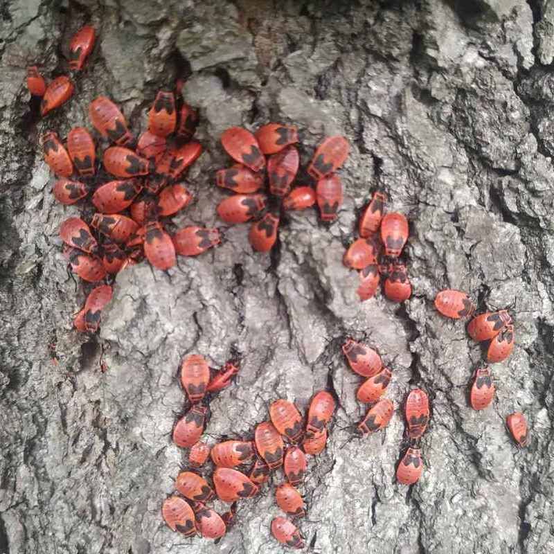 Клоп москаль: що це та чи шкідливий він? 1